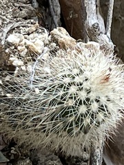 Mammillaria petrophila
