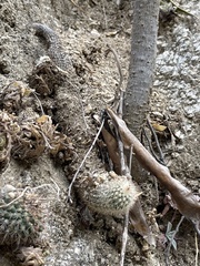 Mammillaria petrophila