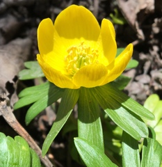 Eranthis hyemalis