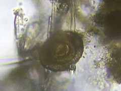 Cornuspiridae