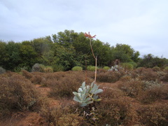 Cotyledon orbiculata spuria
