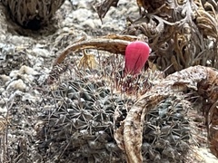 Mammillaria petrophila
