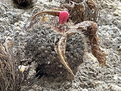 Mammillaria petrophila