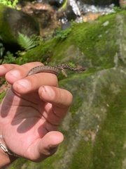 Storeria storerioides