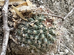 Mammillaria petrophila