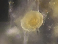 Cornuspiridae