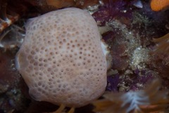 Pseudodromia rotunda