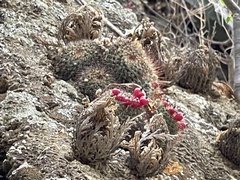 Mammillaria petrophila