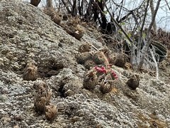 Mammillaria petrophila