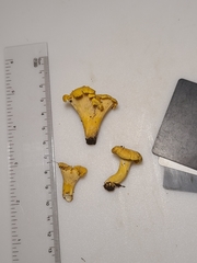 Cantharellus flavus