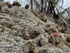 Mammillaria petrophila