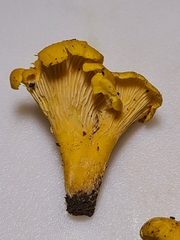 Cantharellus flavus