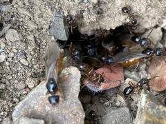 Formica subpolita