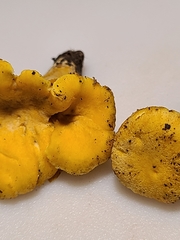 Cantharellus flavus
