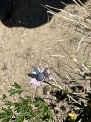 Plebejus anna