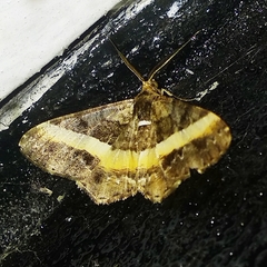 Harutalcis vialis
