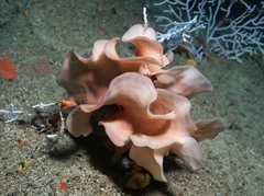 Pentapora foliacea