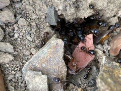Formica subpolita