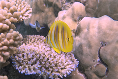 Chaetodon rainfordi