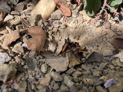 Formica subpolita