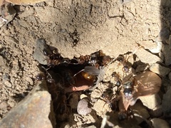 Formica subpolita