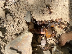 Formica subpolita