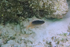 Chrysiptera caesifrons