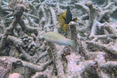 Halichoeres chloropterus