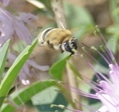 Mystacanthophora