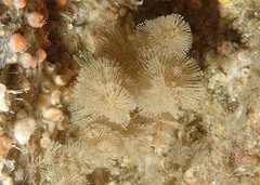 Bugulidae