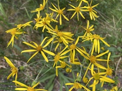 Senecio lugens