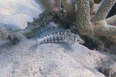 Parapercis australis