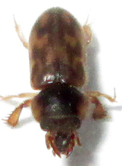 Heteroceridae