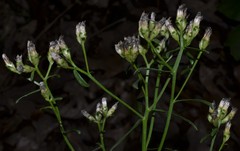 Sericocarpus linifolius