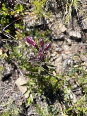 Nothochelone nemorosa