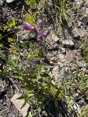 Nothochelone nemorosa