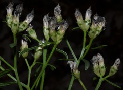 Sericocarpus linifolius