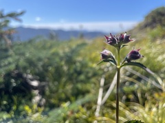 Nothochelone nemorosa