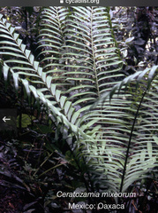 Ceratozamia