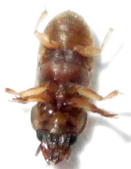Heteroceridae