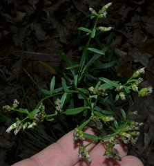Sericocarpus linifolius