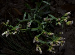 Sericocarpus linifolius