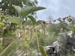 Buddleja crotonoides