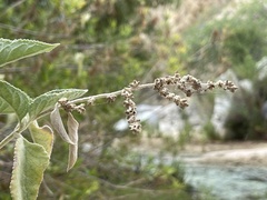 Buddleja crotonoides