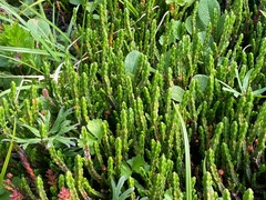 Cassiope tetragona