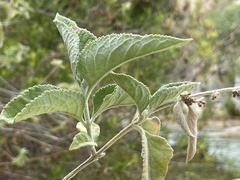 Buddleja crotonoides