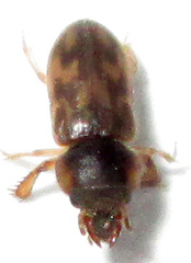 Heteroceridae