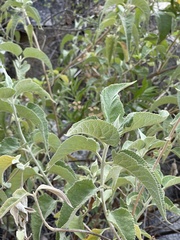 Buddleja crotonoides