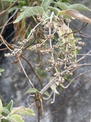 Buddleja crotonoides