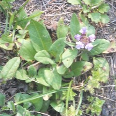 Prunella vulgaris vulgaris
